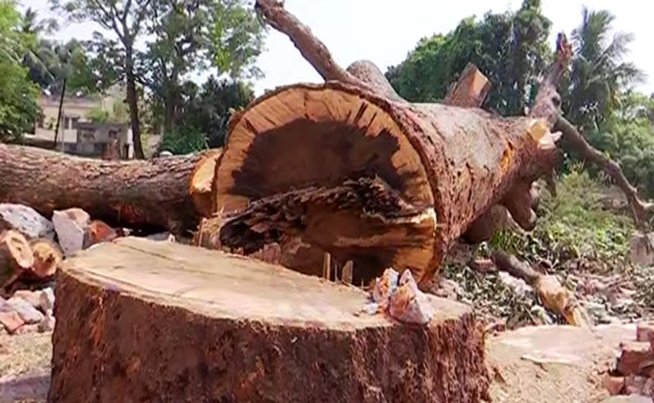 ନେତାଙ୍କ ସ୍ୱାର୍ଥ ପାଇଁ ୨୦୦ ଗଛ ବଳି, କଟିବ ୮୭୦