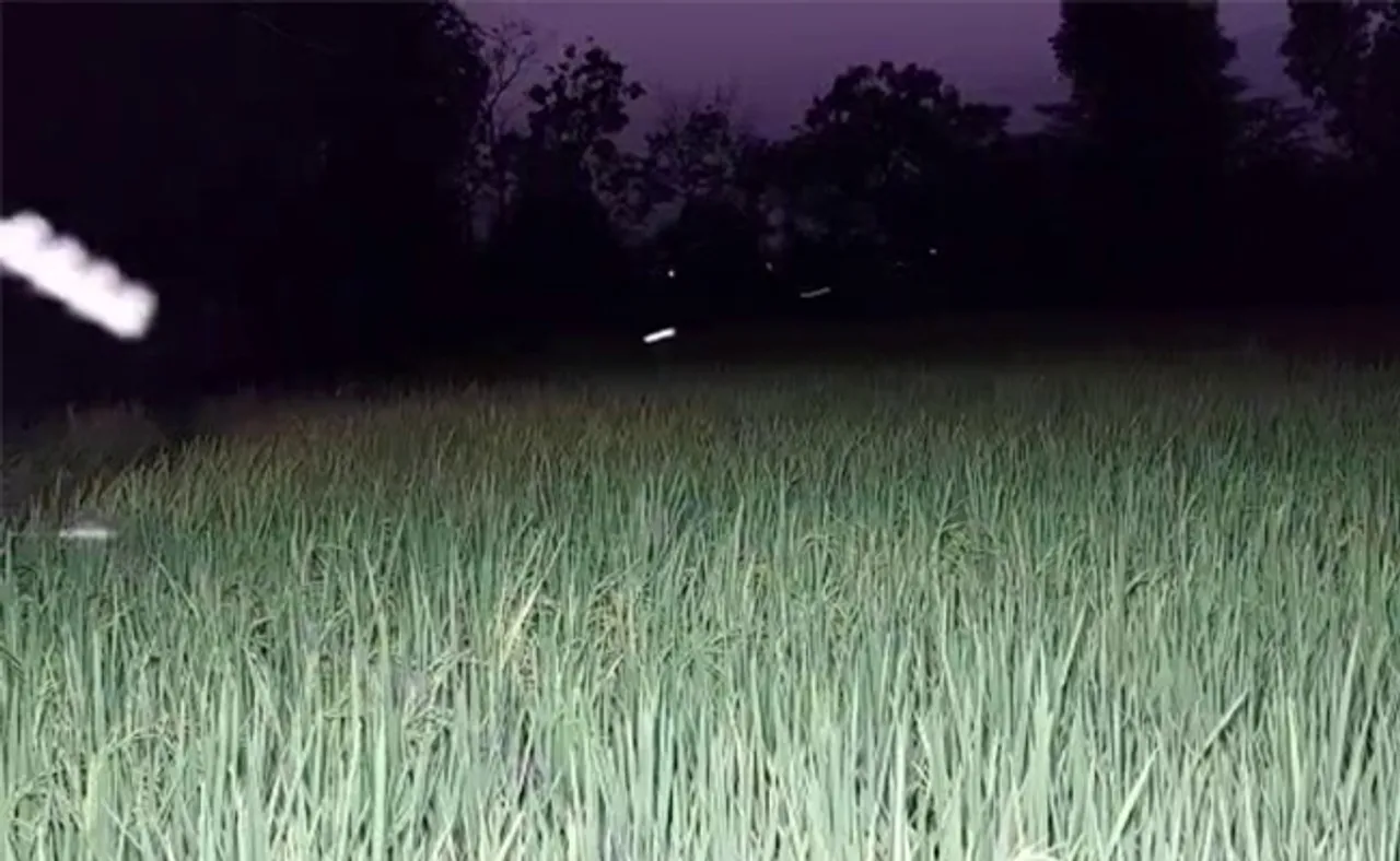 ଚାଷୀଙ୍କ ଦୁଃଖ ‘ଏଲ୍‌ଇଡି ଲାଇଟ୍‌’, ଗର୍ଭଧାରଣ କରିପାରୁନି ଧାନଗଛ