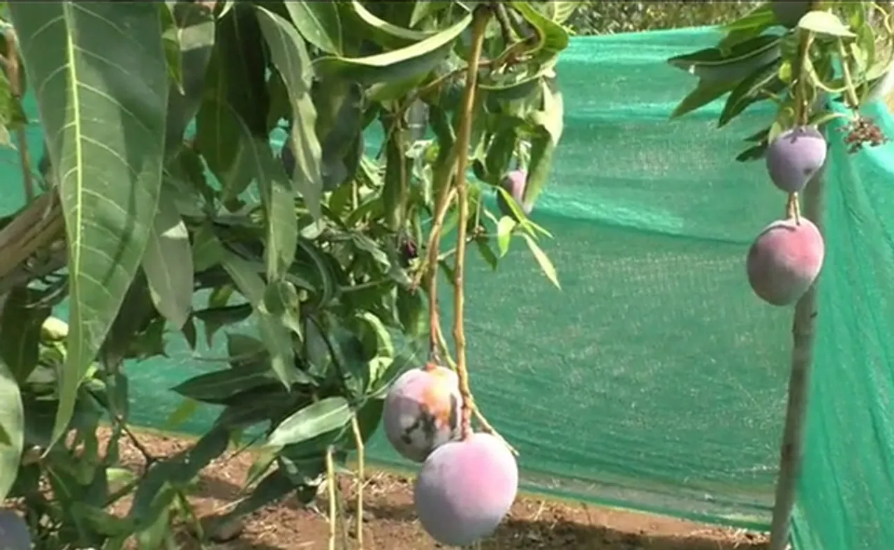 ବରଗଡ଼ରେ ଫଳିଛି ମିଆଜାକି ଆମ୍ବ, କିଲୋ ଅଢ଼େଇ ଲକ୍ଷ