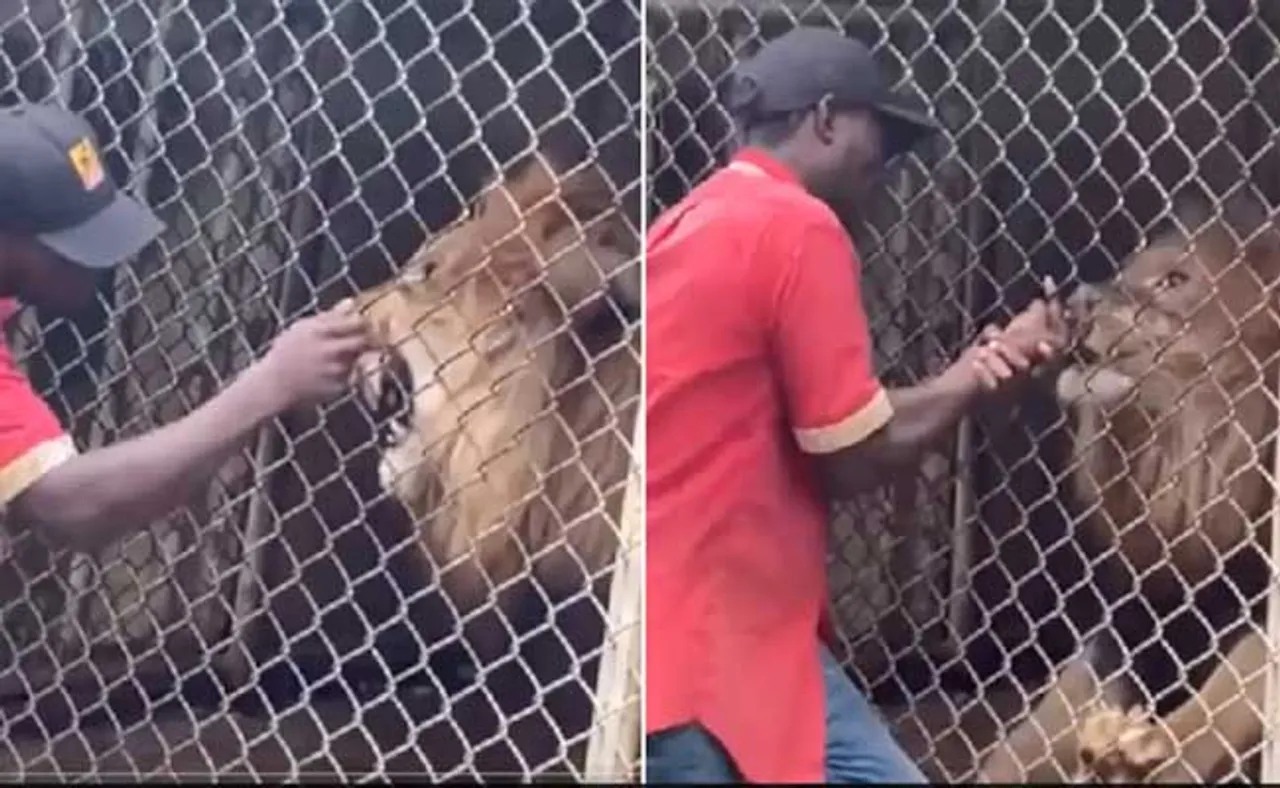 ମହଙ୍ଗା ପଡ଼ିଲା ସିଂହ ସହ ଖେଳ, ଝାମ୍ପି ନେଲା ଆଙ୍ଗୁଠି