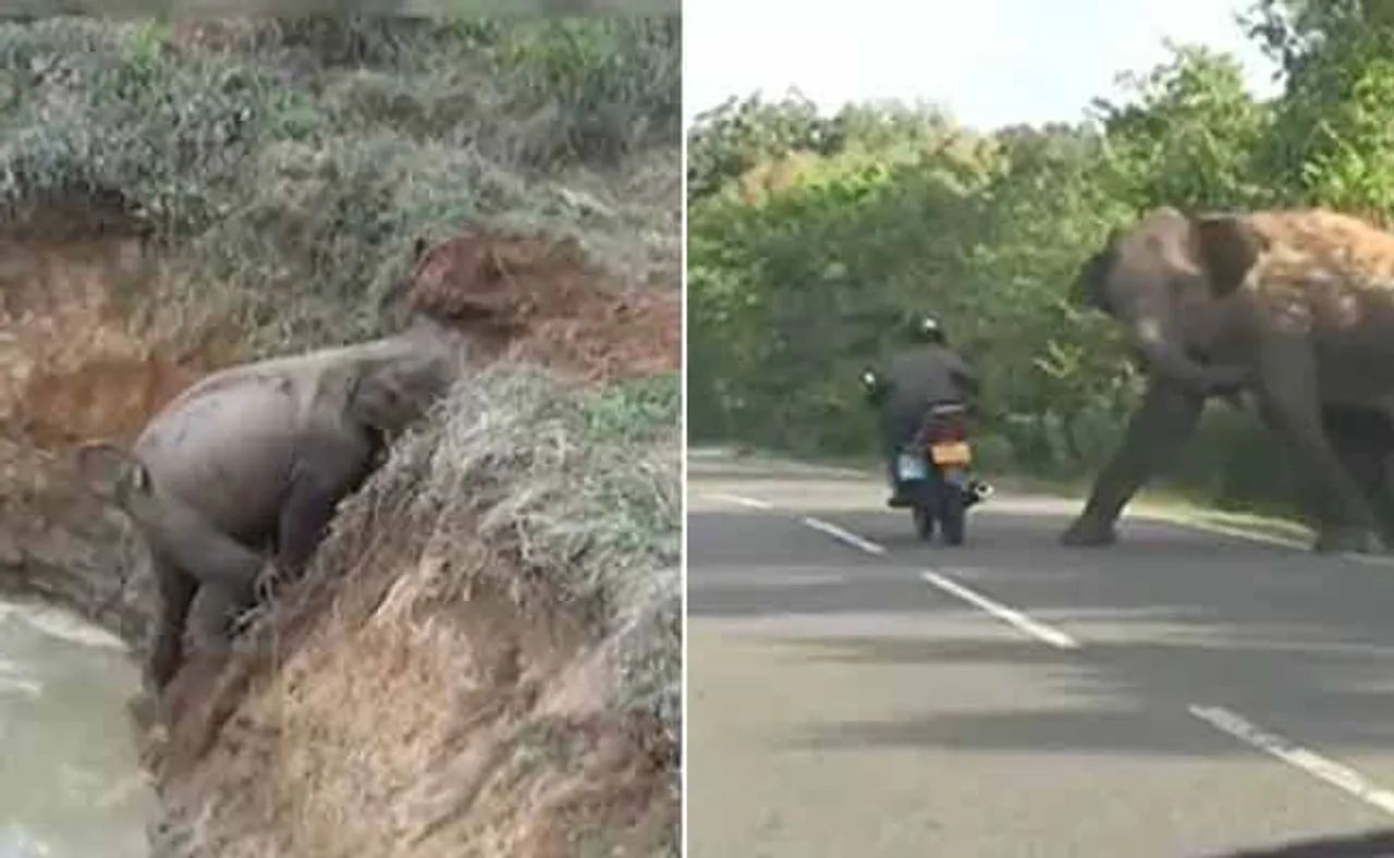 ଛୁଆକୁ ବଞ୍ଚାଇବାକୁ ବ୍ୟାକୁଳ ମା’ ହାତୀ କଲା ଏପରି କାମ,  ଭିଡିଓ ଭାଇରାଲ