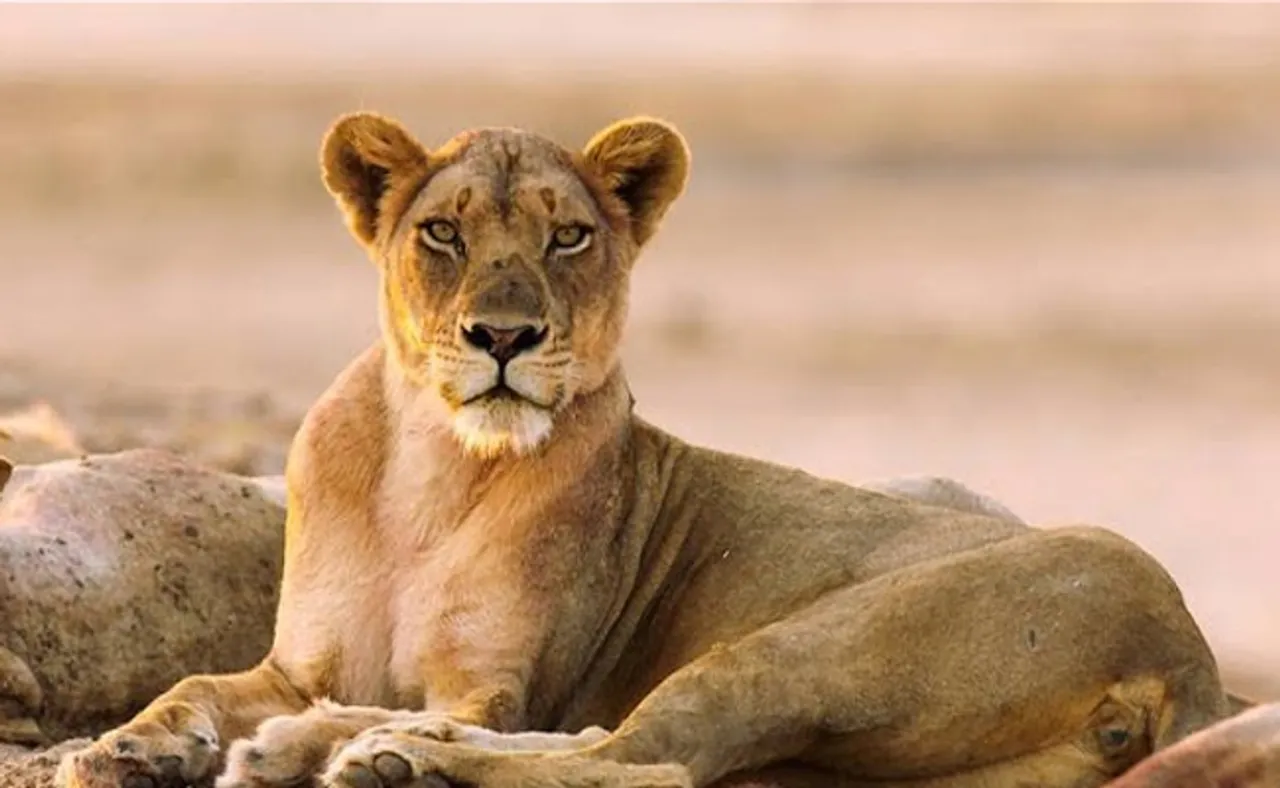 ଚିତି ସାପ ନେଲା ସିଂହୀର ପ୍ରାଣ