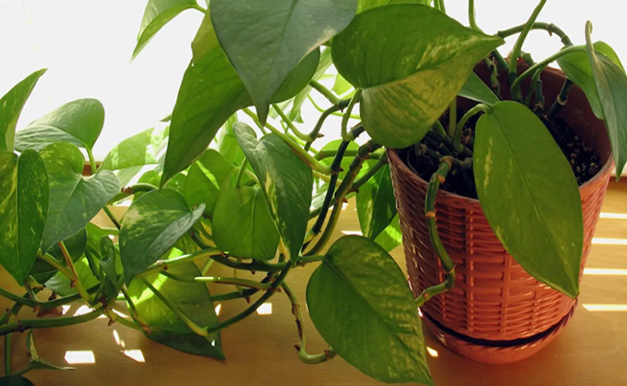 ମନି ପ୍ଲାଣ୍ଟ ଗଛ କରିଦେଇପାରେ କାଙ୍ଗାଳ, ଜାଣନ୍ତୁ, କିପରି ପାଇବେ ସୁଫଳ