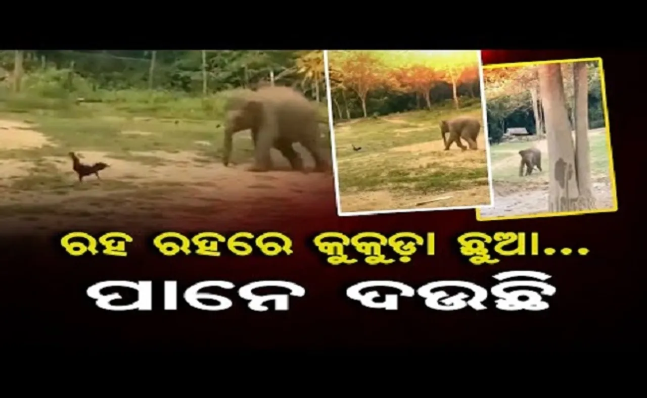 ରହ ରହରେ କୁକୁଡ଼ା ଛୁଆ…