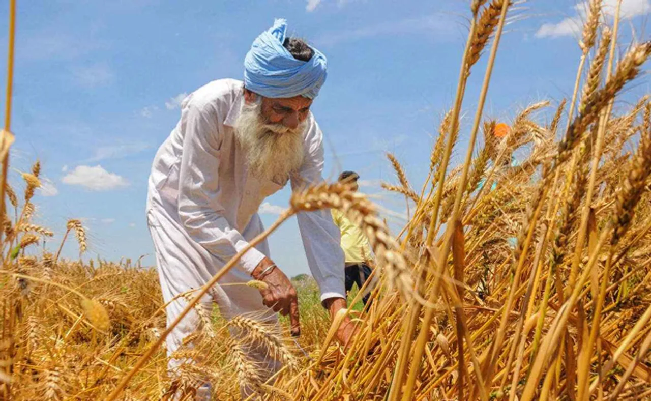 ଗହମ ରପ୍ତାନୀ ଉପରେ ଲାଗିଲା ରୋକ, ଜାଣନ୍ତୁ, କାହିଁକି ଏପରି ନିଷ୍ପତ୍ତି