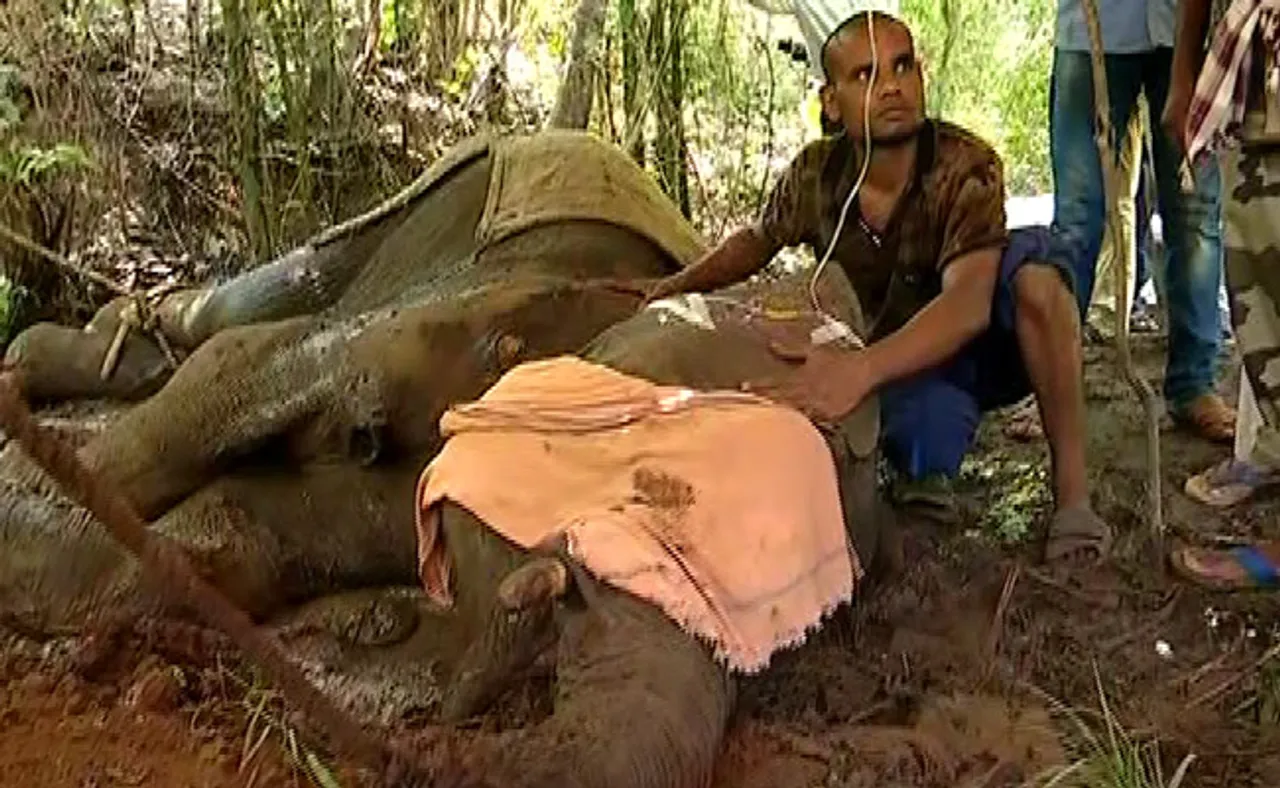 ଜଙ୍ଗଲ ଭିତରେ ଚାଲିଛି ହାତୀର ଚିକିତ୍ସା