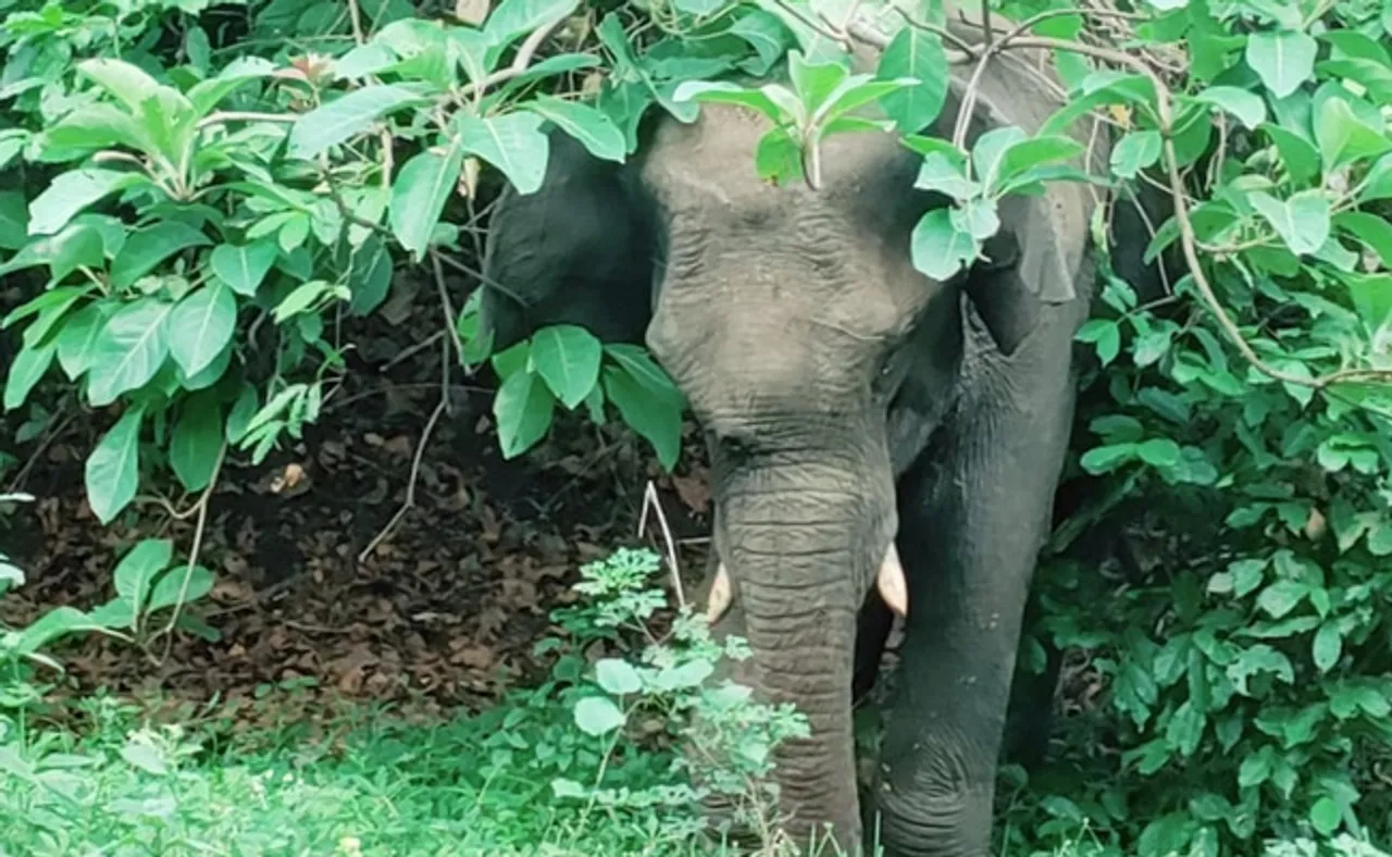 ହାତୀକୁ ଗୁଳି ମାଡ଼, ଚିକିତ୍ସା ପାଇଁ ଜଙ୍ଗଲ ମନ୍ତ୍ରୀଙ୍କୁ ଅନୁରୋଧ କଲେ ଦେବୀ ମିଶ୍ର