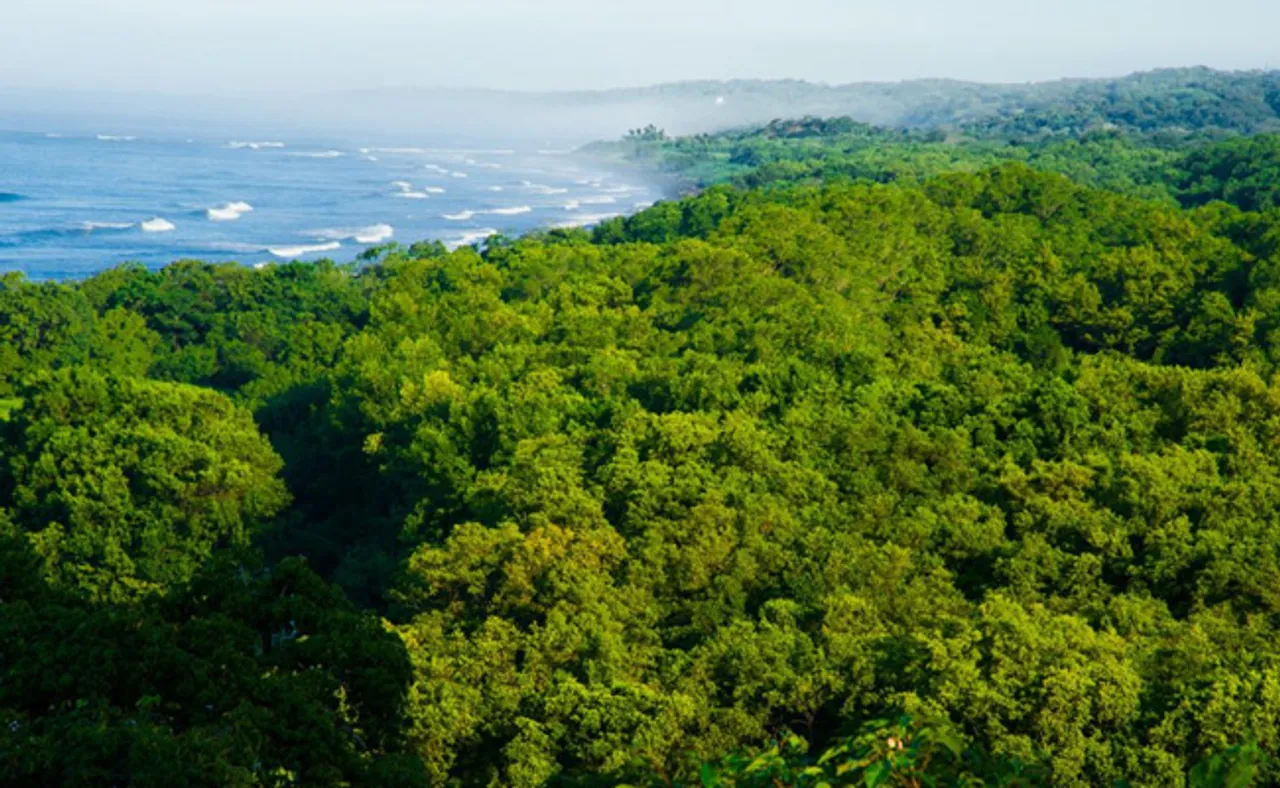 ବାତ୍ୟା ରୋକିବ ସବୁଜ ପ୍ରାଚୀର, ସରକାର ଜାଣନ୍ତି କି?