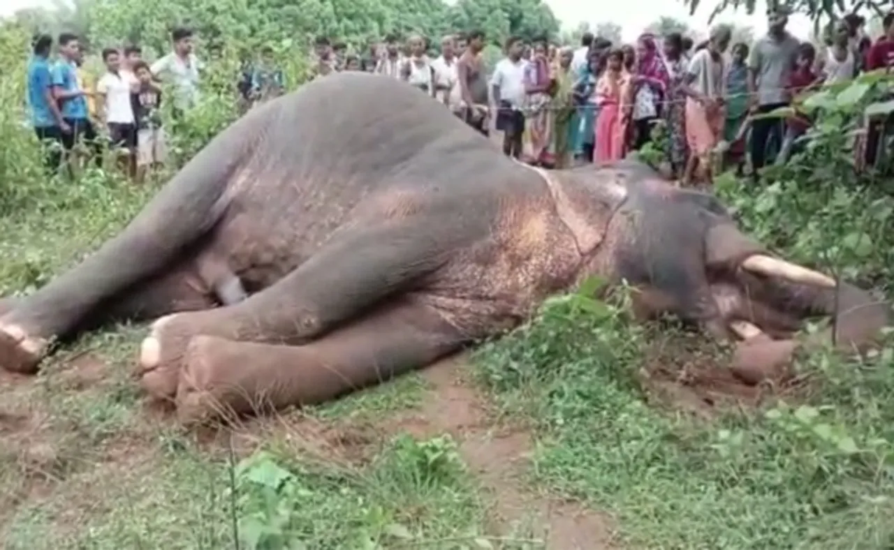 ବାରହା ଶିକାର ପାଇଁ ତାର ବିଛାଇଥିଲେ, ମରିଲା ଦନ୍ତା