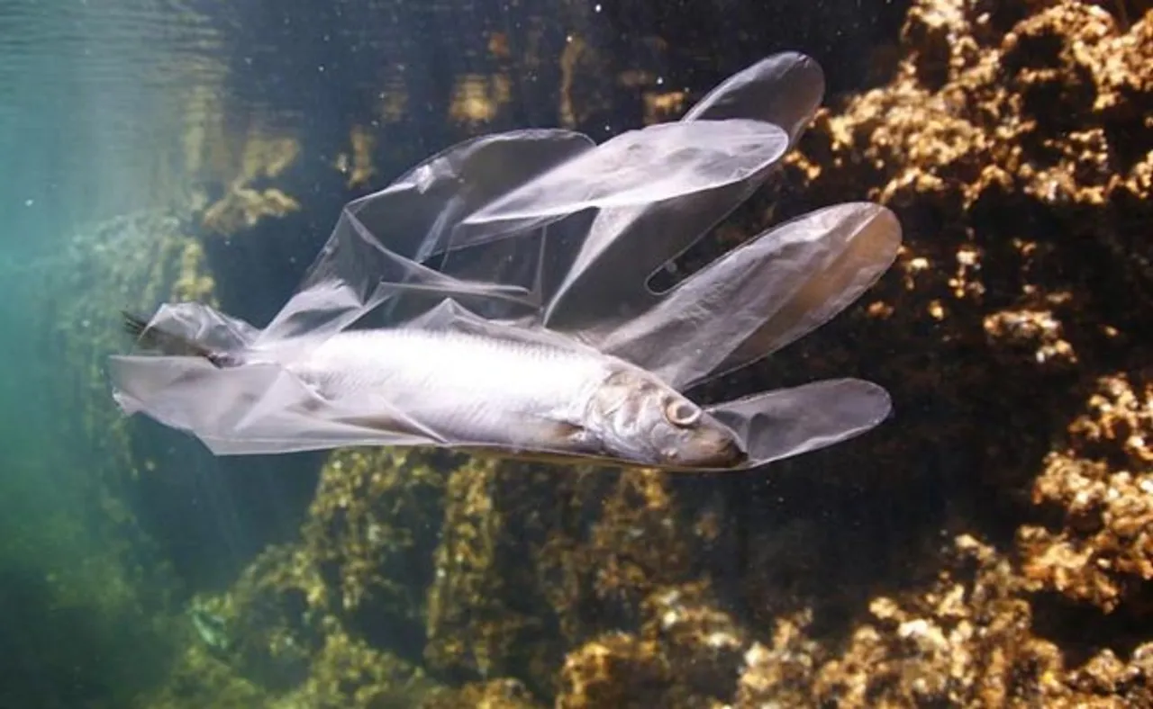 ମଣିଷ ଗଢ଼ିଲା ପ୍ଲାଷ୍ଟିକ୍ ଖିଆ ମାଛ