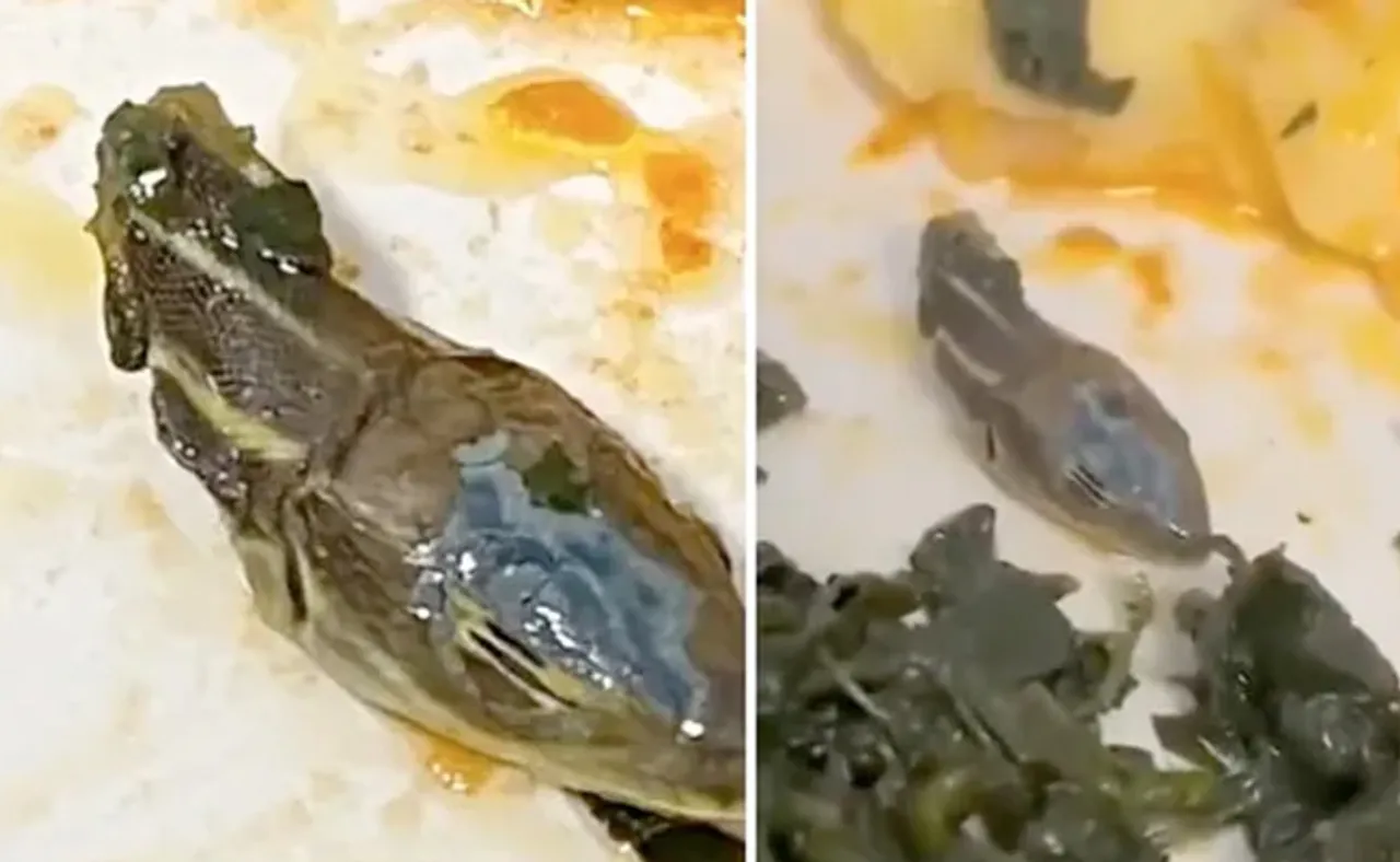 ବିମାନ ଖାଦ୍ୟରୁ ବାହାରିଲା ସାପ ମୁଣ୍ଡ