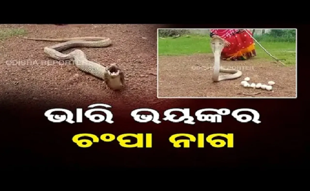 ଭାରି ଭୟଙ୍କର ଚମ୍ପା ନାଗ