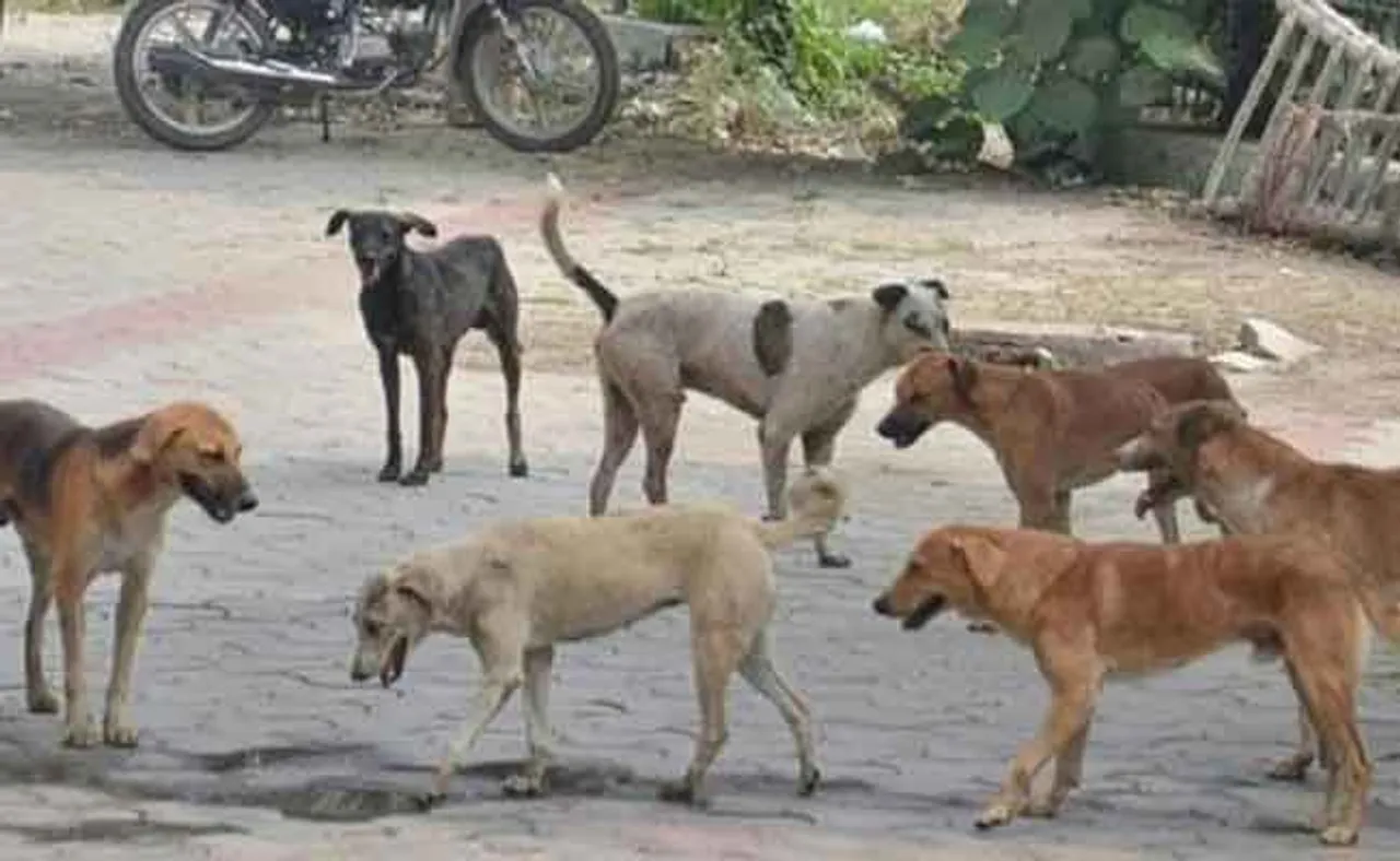 ଦେଶରେ ଦ୍ୱିତୀୟ ସର୍ବାଧିକ ବୁଲା କୁକୁର ଓଡ଼ିଶାରେ