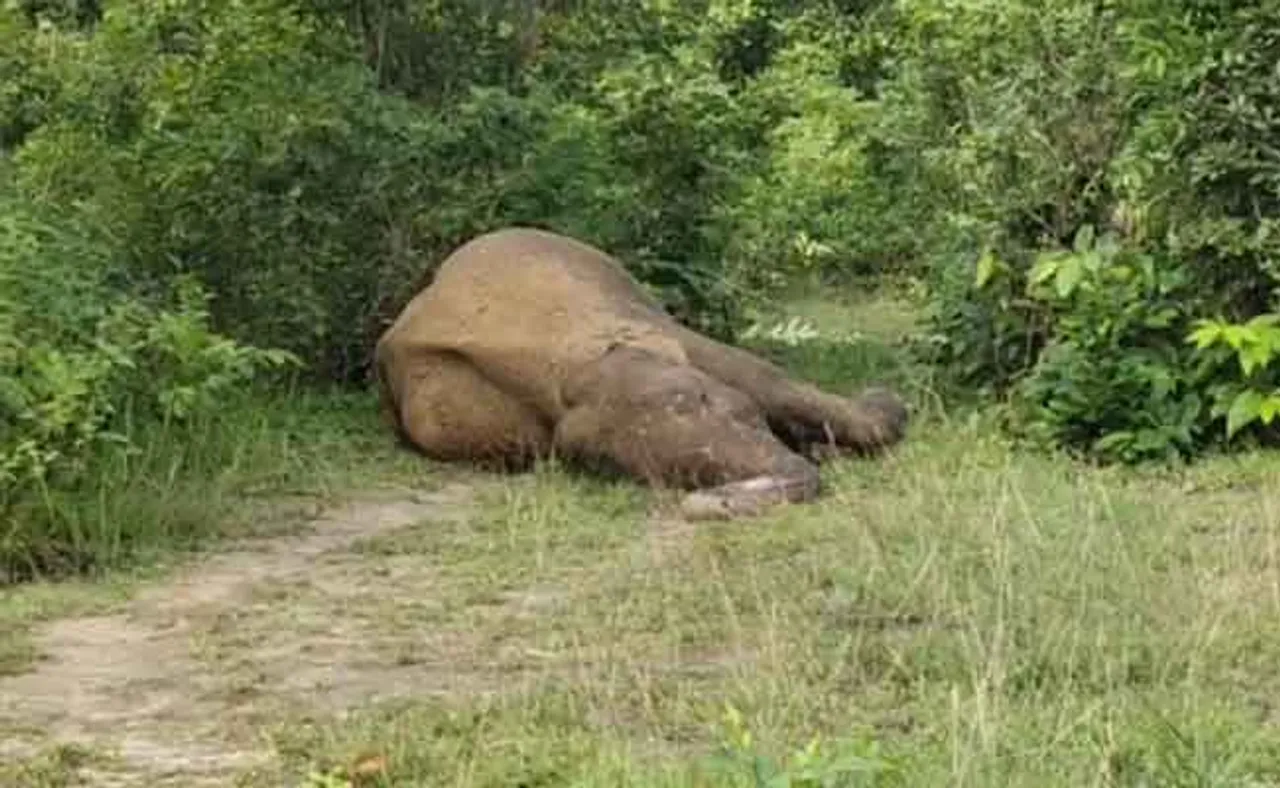 ମାଈ ହାତୀର ମୃତଦେହ ଠାବ