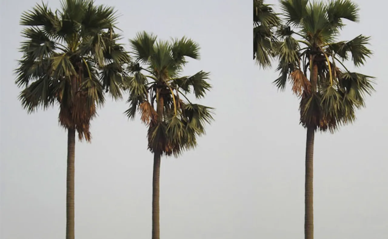 ସ୍ତ୍ରୀ ଉପରେ ରାଗି ମାସେ ହେଲା ୮୦ ଫୁଟ ତାଳ ଗଛରେ ରହୁଛନ୍ତି ସ୍ୱାମୀ