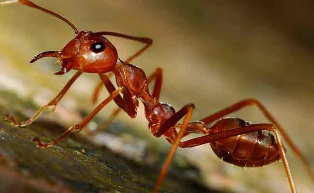 ରାଣୀ ପିମ୍ପୁଡିକୁ ଖୋଜୁଛି ବିଶେଷଜ୍ଞ ଟିମ୍‌!