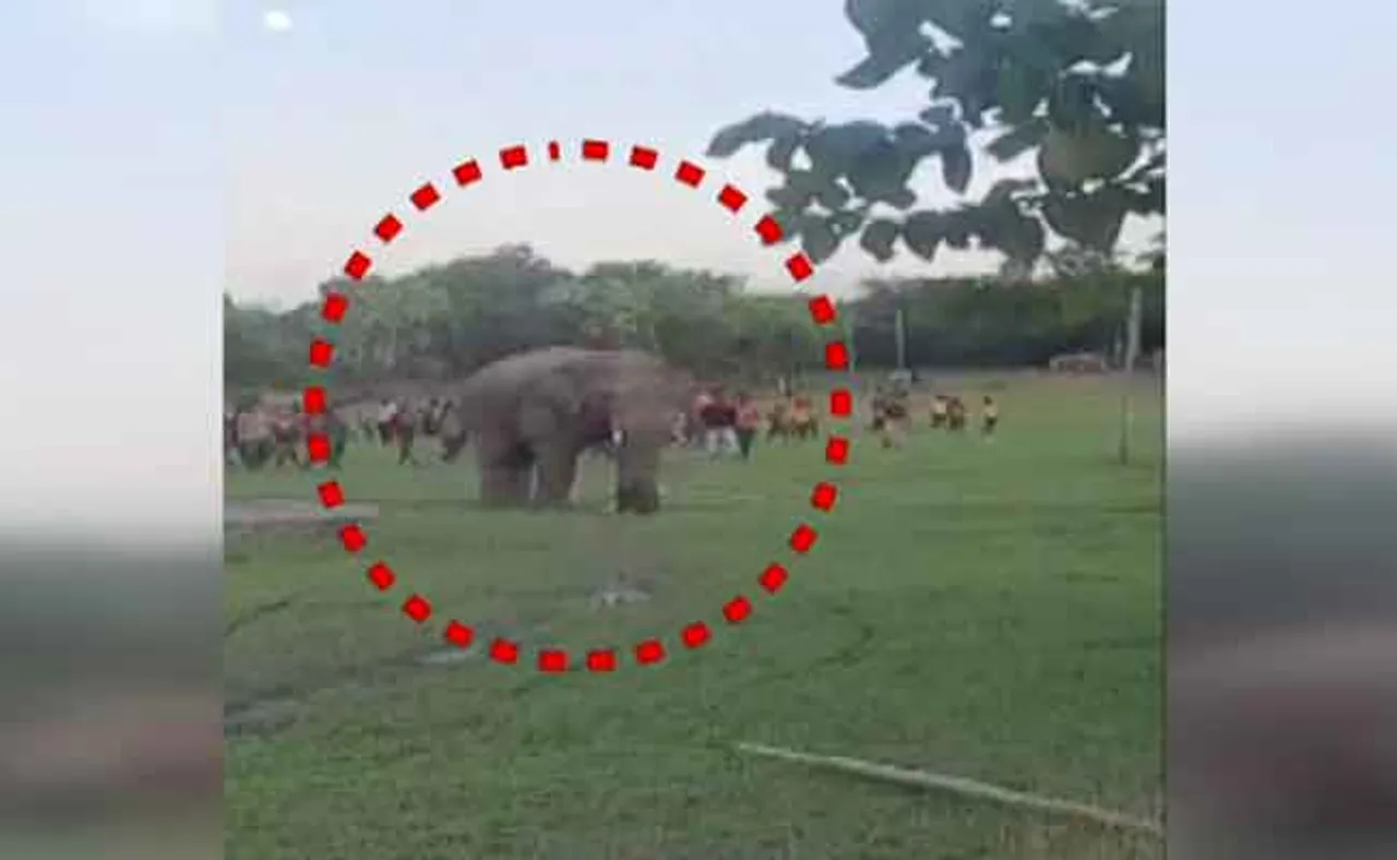 ସାପ୍ତାହିକ ହାଟକୁ ପଶି ଆସିଲା ଦନ୍ତା, ତା’ପରେ...