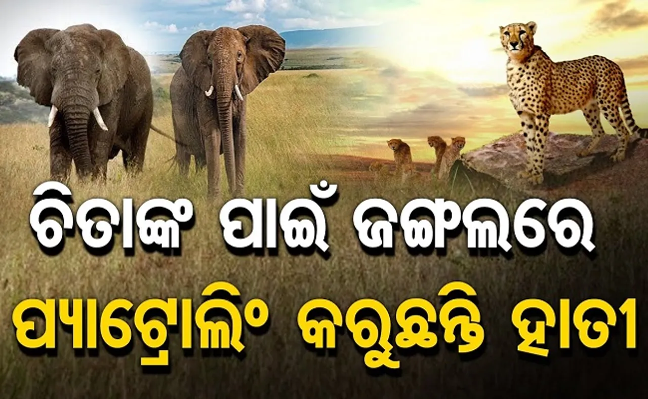 ଚିତାଙ୍କ ପାଇଁ ଜଙ୍ଗଲରେ ପ୍ୟାଟ୍ରୋଲିଂ କରୁଛନ୍ତି ହାତୀ