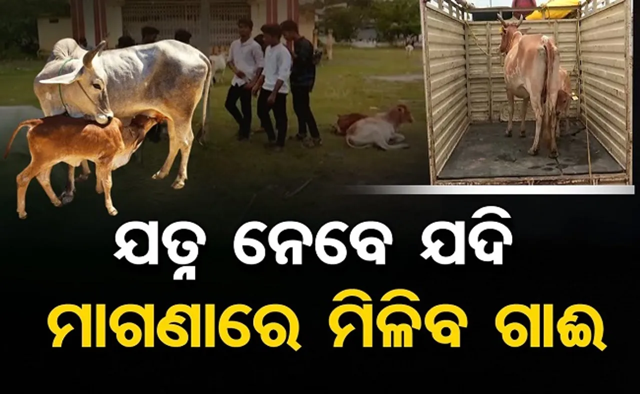 ମାଗଣାରେ ମିଳିବ ଗାଈ!