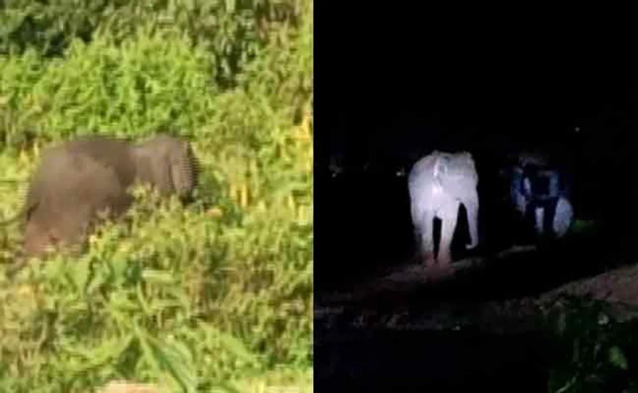 ଜଗତପୁରରେ ହାତୀ ଉପଦ୍ରବ, ୨ ଜଣଙ୍କୁ ଦଳିଦେଲେ