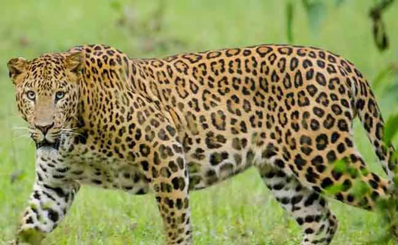 କଲରାପତରିଆ ବାଘର ଗଳିତ ମୃତଦେହ ଠାବ, ନଖ ଗାଏବ