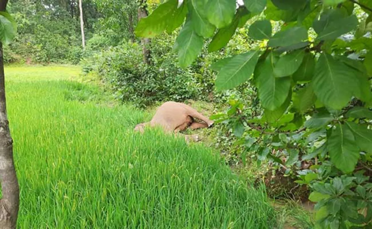 ପତ୍ରା ଜଙ୍ଗଲରୁ ୨ଟି ହାତୀର ମୃତଦେହ ଠାବ