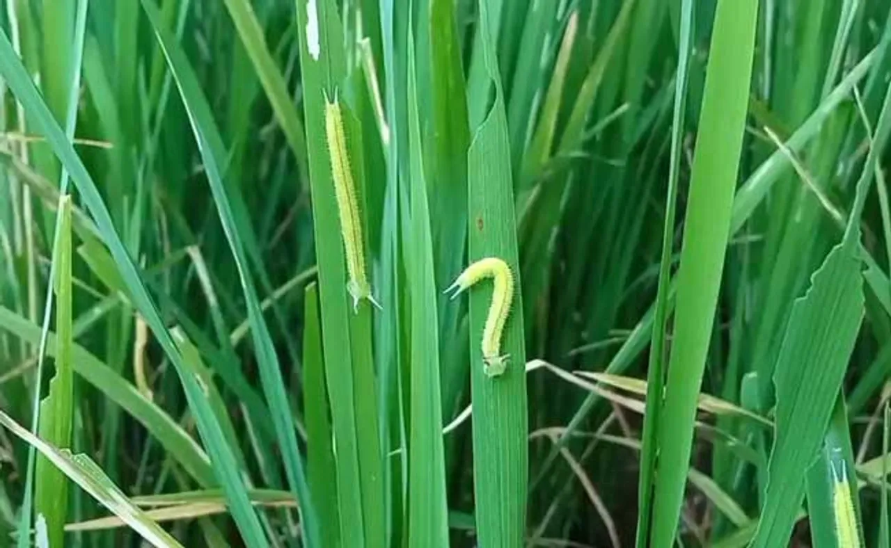 ଶତାଧିକ ହେକ୍ଟର ଧାନ ଫସଲ ଖାଇଗଲେଣି ପାଣ୍ଡିରା ପୋକ