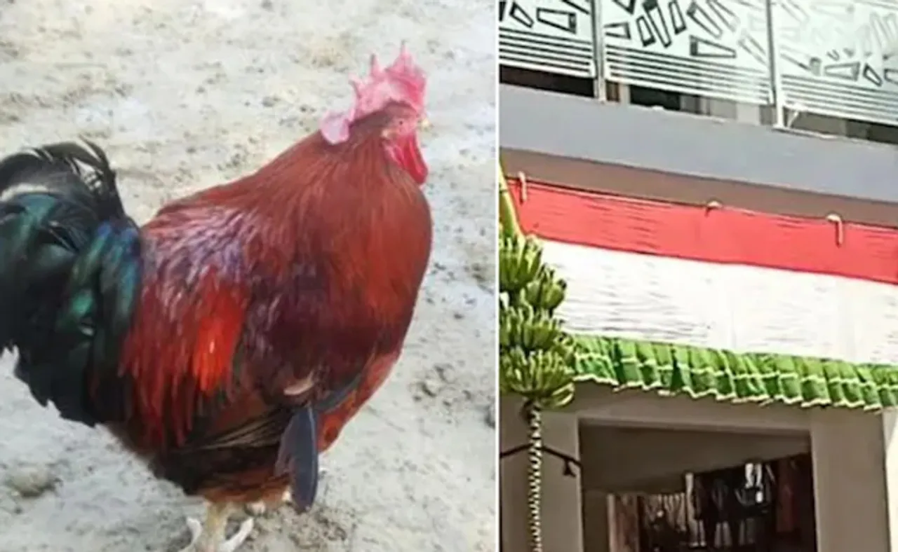 ବଳି ଦେବା ପାଇଁ କୁକୁଡ଼ା ଆଣିଥିଲେ, ନିଜେ ବଳି ପଡ଼ିଗଲେ