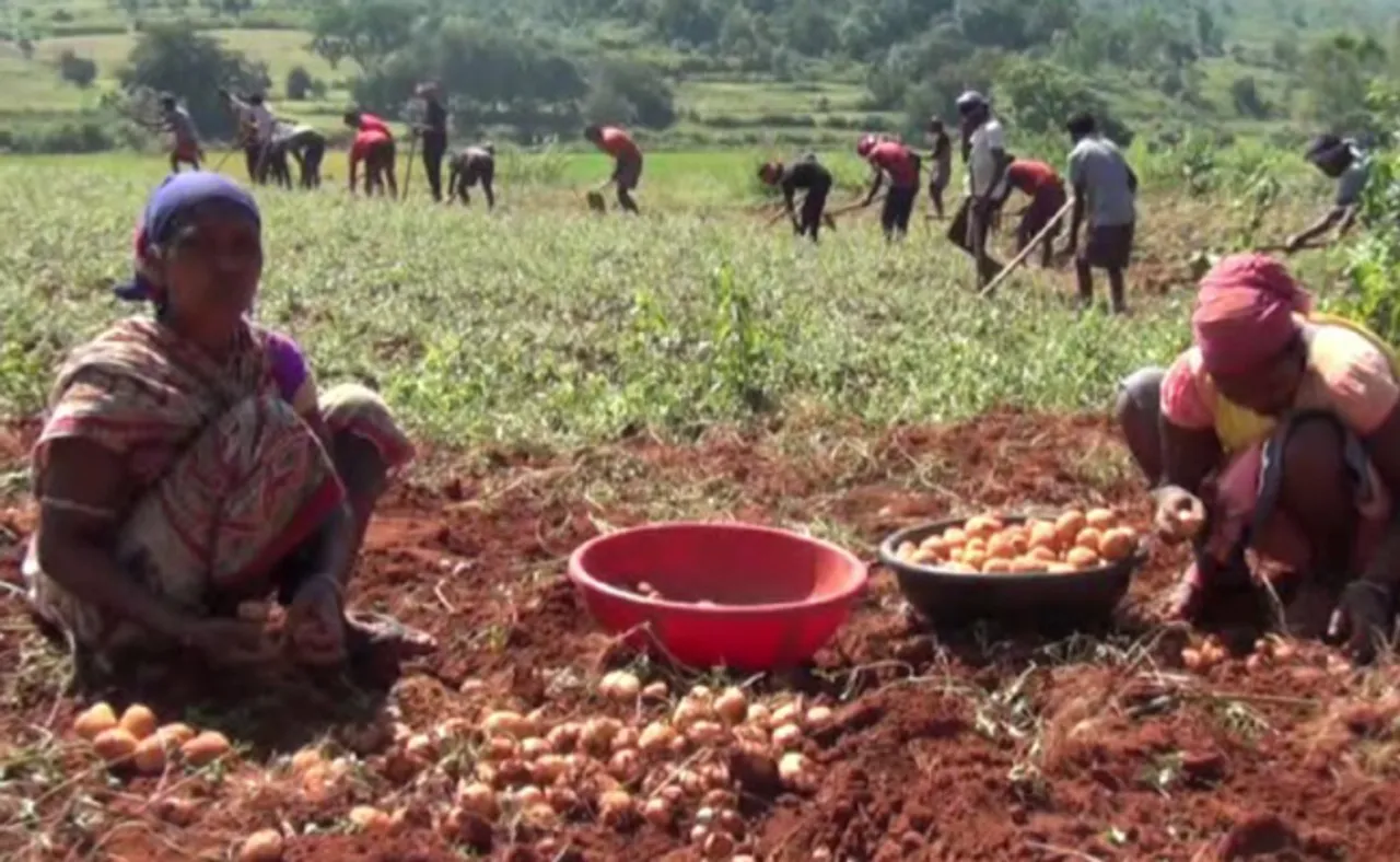 କଫି ପରି କୋରାପୁଟ୍‌ ଆଳୁର ରହିଛି ଡିମାଣ୍ଡ, କିନ୍ତୁ ଏଥର ଭଲ ଫଳିଲାନି