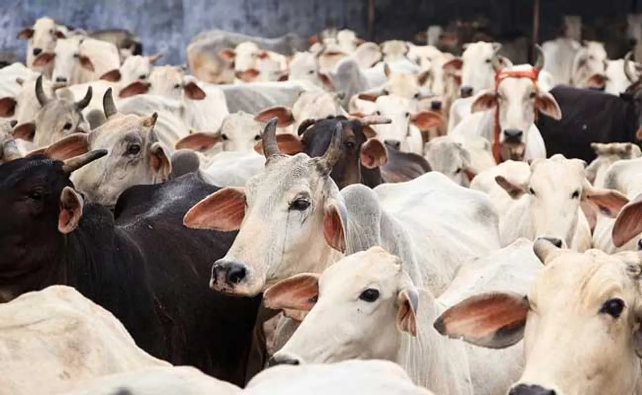 ଜୈବିକ କୃଷି ପାଇଁ ଗୋମହିଷାଦି ହିଁ ସମାଧାନ