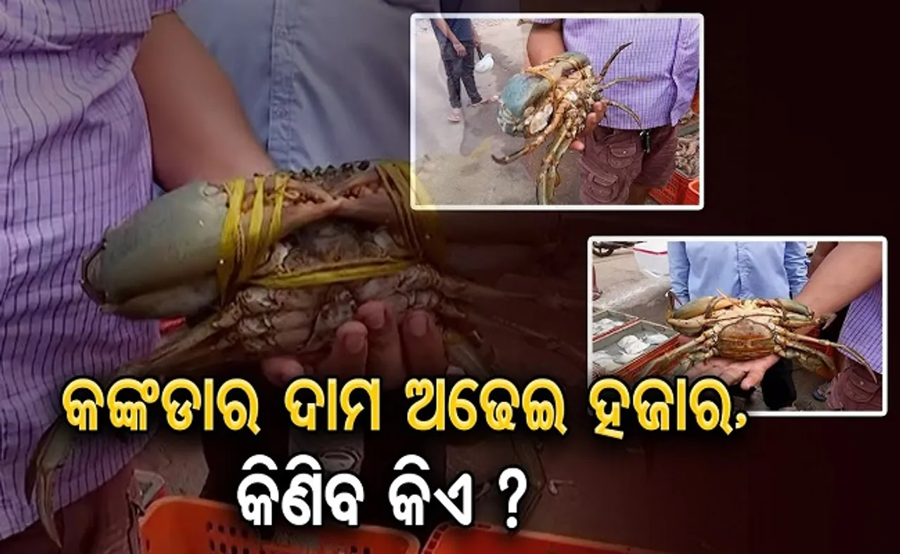 ଏ କଙ୍କଡ଼ାର ଦାମ ଅଢ଼େଇ ହଜାର, କିଣିବ କିଏ?