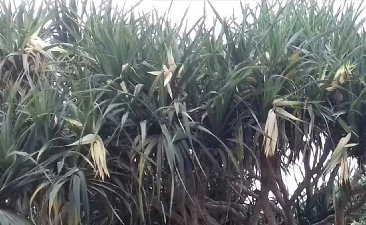 କେତକୀର ପୂଣ୍ୟଭୂମିରେ ଶିଳ୍ପଦୈତ୍ୟର ଅଟ୍ଟହାସ୍ୟ