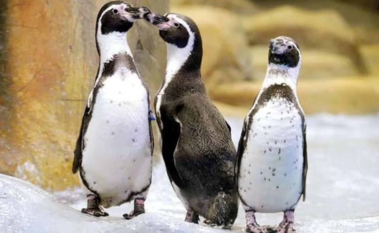 ପର୍ଯ୍ୟଟକଙ୍କୁ ଆକର୍ଷଣ କରୁଛି ପେଙ୍ଗୁଇନ୍‌