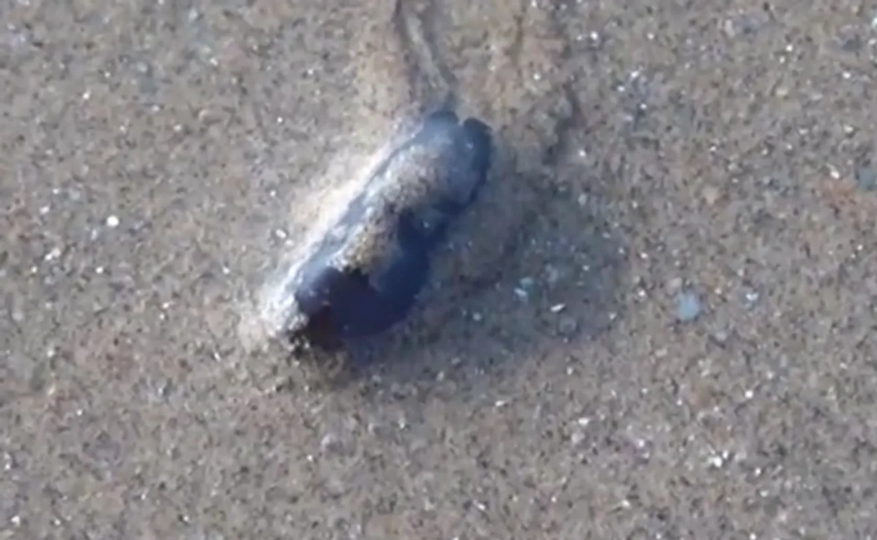 ନୂଆ ଅମେରୁଦଣ୍ଡୀ ପ୍ରାଣୀ ମେଲାନୋକ୍ଲାମିସ୍ ବେଙ୍ଗଲେନସିସ୍‌ର ମିଳିଲା ସନ୍ଧାନ