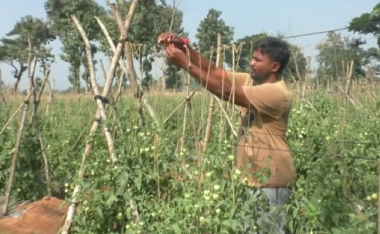 ୨୪ ଲକ୍ଷ ଟଙ୍କାର ଚାକିରି ଛାଡ଼ି ଗାଁରେ ଚାଷ କରୁଛନ୍ତି ଯୁବ ଇଞ୍ଜିନିୟର