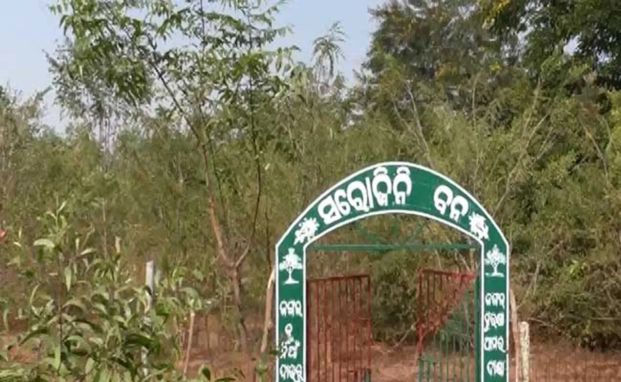 ‘ସରୋଜିନୀ ବନ’- ଜଣେ ବୃକ୍ଷପ୍ରେମୀ ମହିଳାଙ୍କ ପରିଶ୍ରମର ଫଳ