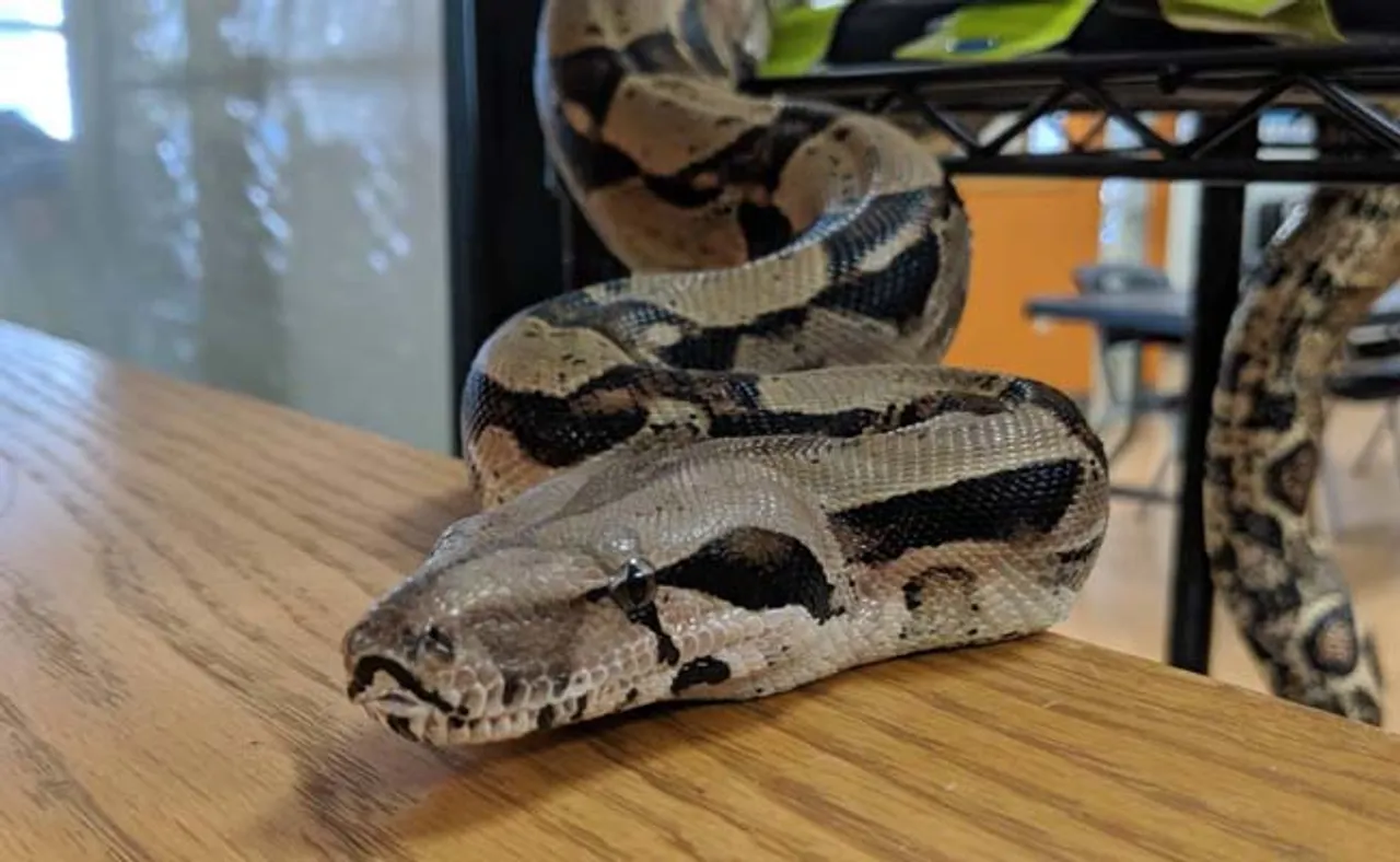 ବିମାନ ବନ୍ଦରରେ ଯାତ୍ରୀଙ୍କ ବ୍ୟାଗ୍‌ରେ ସାପ, ସୁରକ୍ଷାକର୍ମୀ ଛାନିଆ