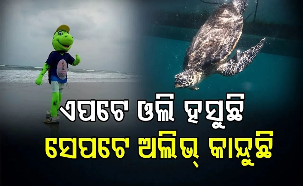 ହସୁଛି ଓଲି, କାନ୍ଦୁଛି ଅଲିଭ୍!