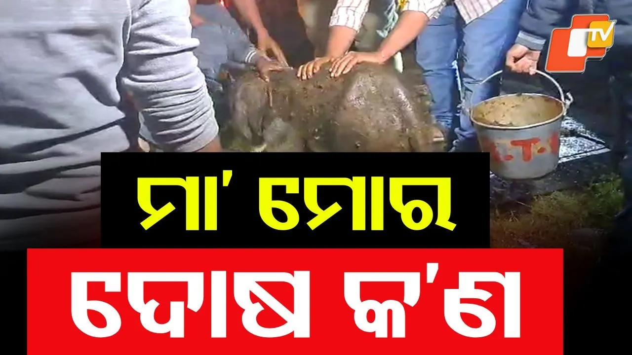 Elephant Calf Rescued