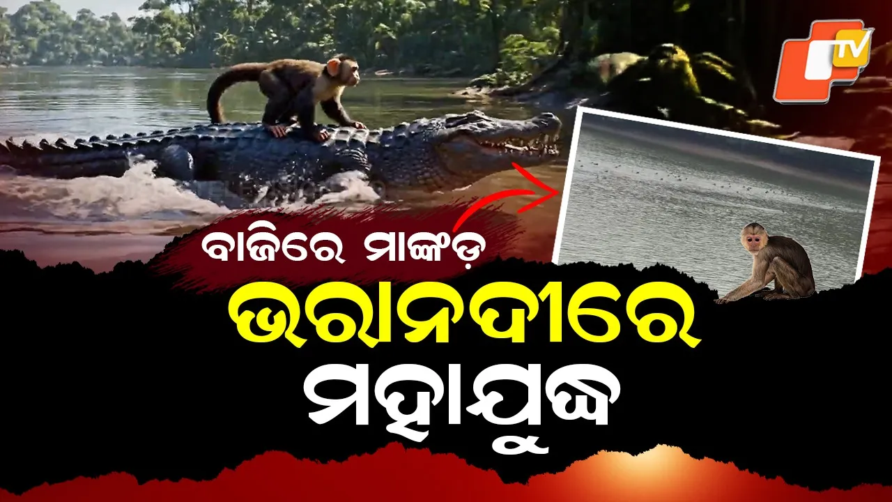 Kendrapra-Crocodile-Attack-Monkey