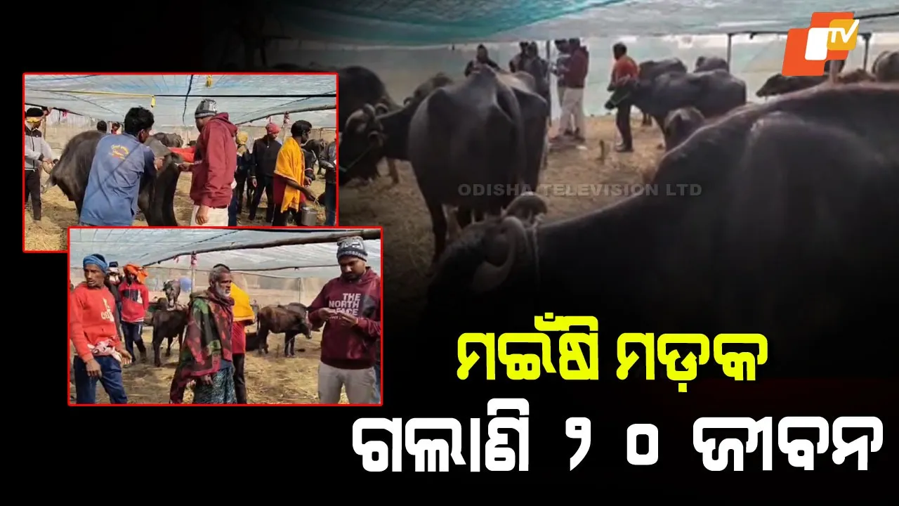 Buffalo Disease Odisha