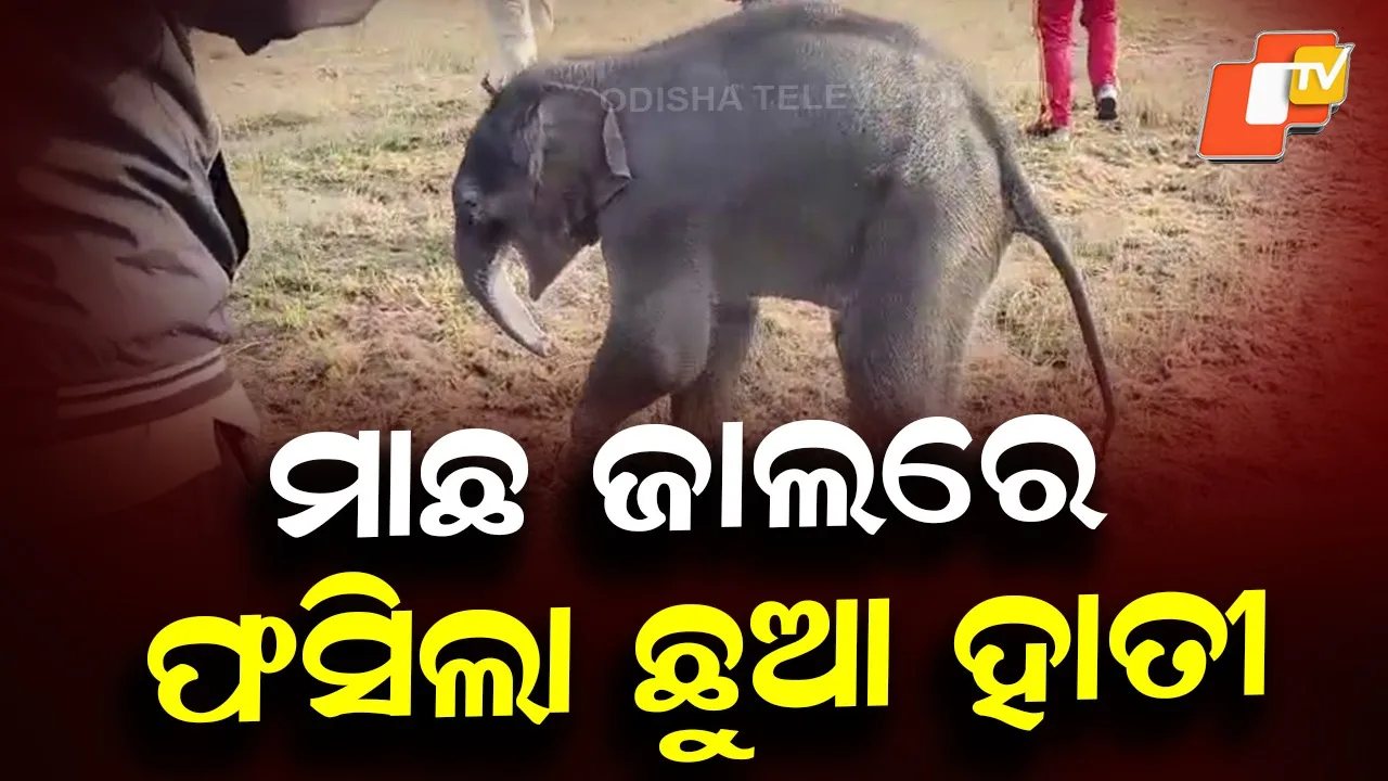 Elephant Calf Trapped in Fishing Net