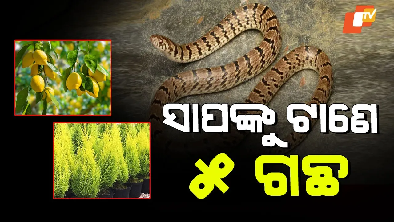 Five Plants Attract Snakes