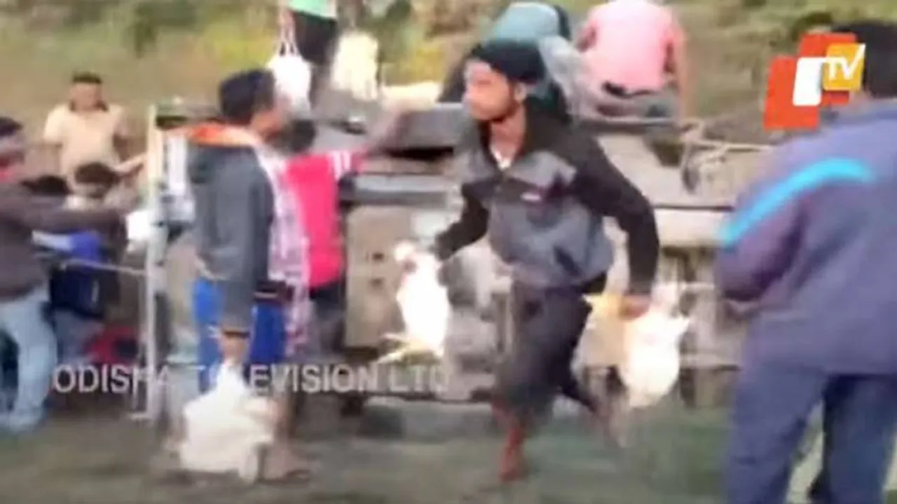 ଓଲଟିଲା କୁକୁଡ଼ା ଗାଡ଼ି, ଗୋଟି ଗୋଟି କରି ବୋହିନେଲେ