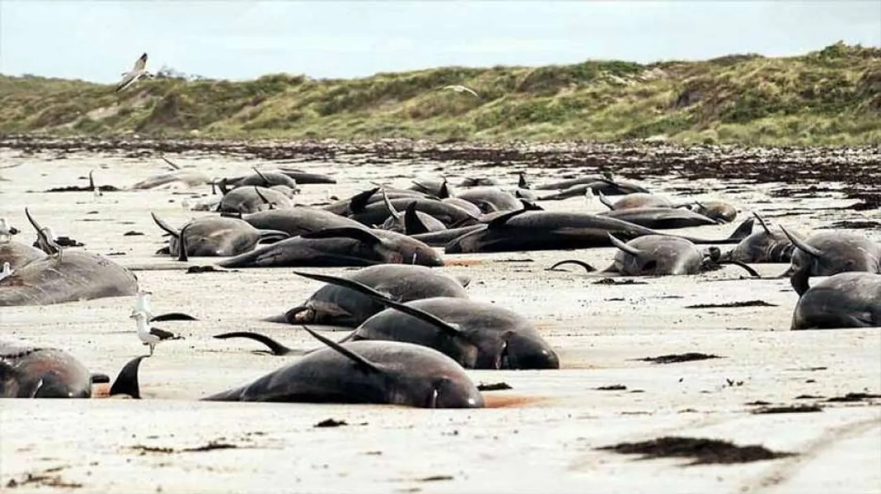 ସମୁଦ୍ର କୂଳରେ ପଡ଼ି ମରିଗଲେ ୧୦୦ ଡଲ୍‌ଫିନ୍‌ ଓ ତିମି