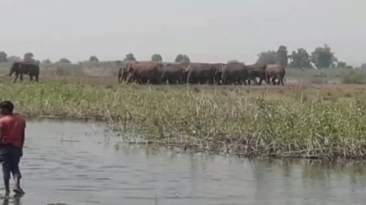 ଗାଁକୁ ଚାଲିଆସିଲେ ହାତୀ: ଲୋକେ ଆତଙ୍କିତ