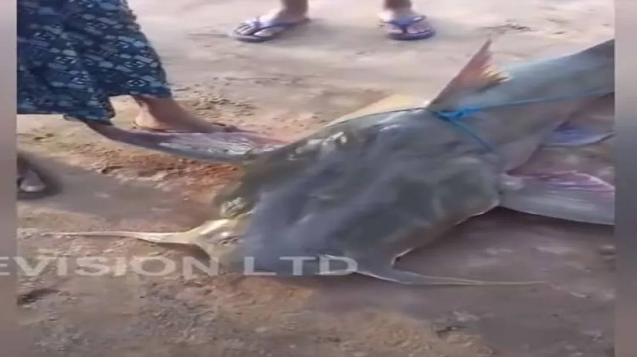 ଜାଲରେ ପଡ଼ିଲା ୫୮ କିଲୋର ବିରାଟ ମାଛ