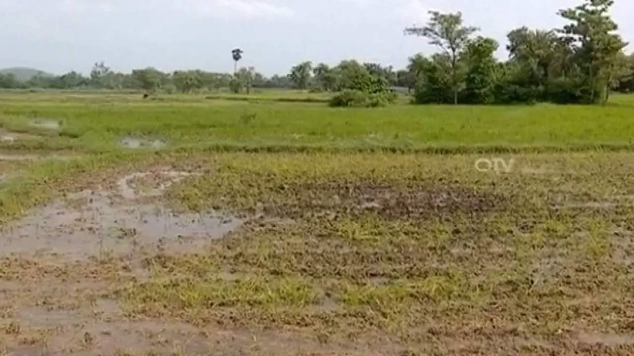 ସମ୍ବଲପୁରରେ ସୃଷ୍ଟି ହୋଇଛି ମରୁଡ଼ି ସ୍ଥିତି