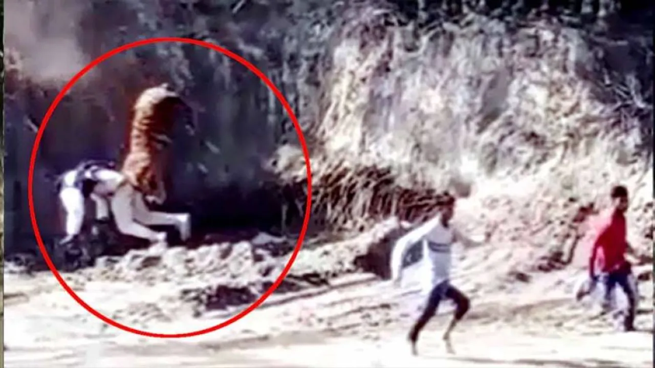 ଗୋଡ଼ାଇ ଗୋଡ଼ାଇ ୩ ଜଣଙ୍କୁ କାମୁଡ଼ିଲା ବାଘ