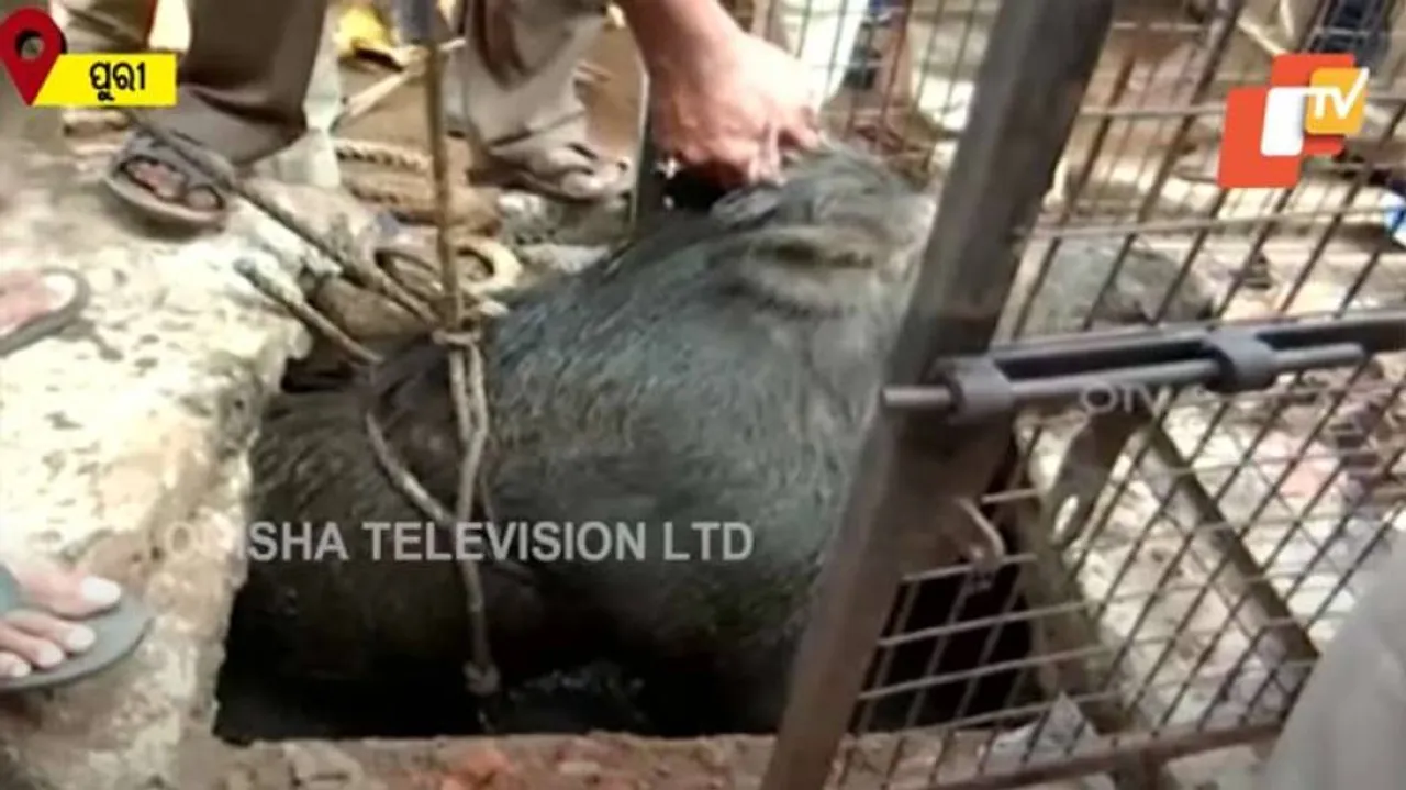 ଟେକି ଫିଙ୍ଗିଦେଲା ବାର୍‌ହା